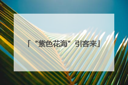 “紫色花海”引客来