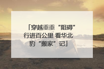 穿越重重“阻碍”行进百公里 看华北豹“搬家”记