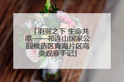 羽翼之下 生命共歌——祁连山国家公园候选区青海片区鸟类观察手记