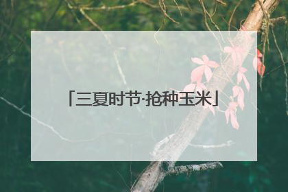 三夏时节·抢种玉米