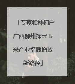 专家和种植户广西柳州探寻玉米产业提质增效新路径