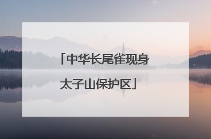 中华长尾雀现身太子山保护区