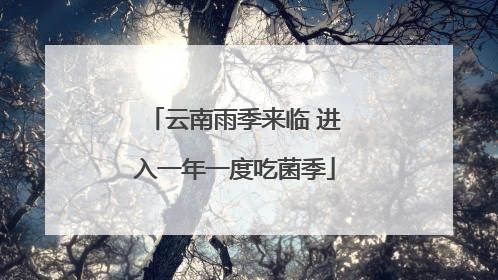 云南雨季来临 进入一年一度吃菌季