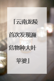 云南龙陵首次发现濒危物种大叶苹婆