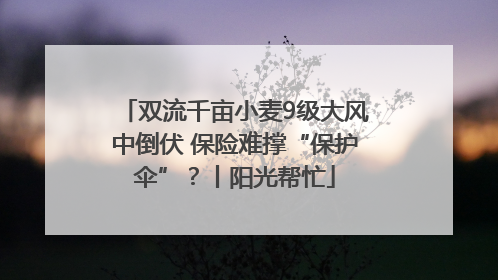 双流千亩小麦9级大风中倒伏 保险难撑“保护伞”？丨阳光帮忙