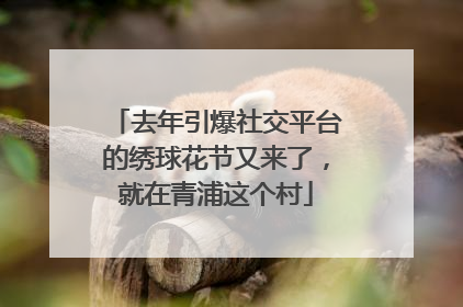 去年引爆社交平台的绣球花节又来了，就在青浦这个村