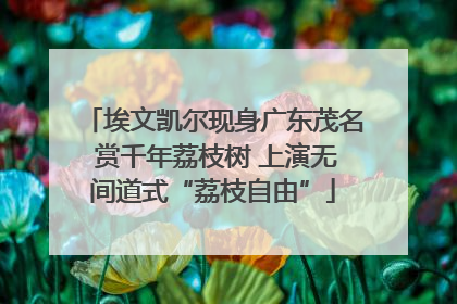 埃文凯尔现身广东茂名 赏千年荔枝树 上演无间道式“荔枝自由”