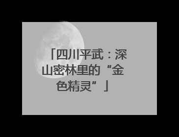 四川平武：深山密林里的“金色精灵”