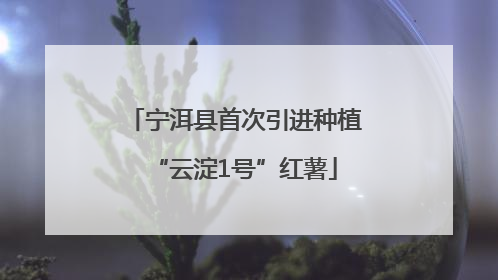 宁洱县首次引进种植“云淀1号”红薯