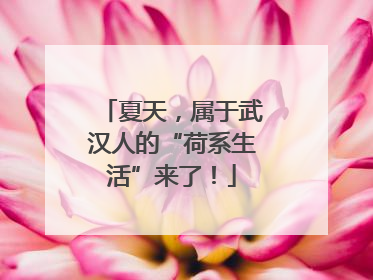 夏天，属于武汉人的“荷系生活”来了！