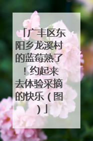 广丰区东阳乡龙溪村的蓝莓熟了！约起来 去体验采摘的快乐（图）