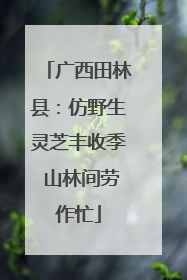 广西田林县：仿野生灵芝丰收季 山林间劳作忙
