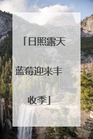 日照露天蓝莓迎来丰收季