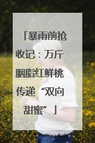 暴雨前抢收记：万斤胭脂红鲜桃传递“双向甜蜜”