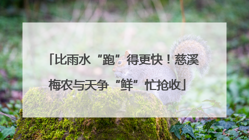 比雨水“跑”得更快！慈溪梅农与天争“鲜”忙抢收