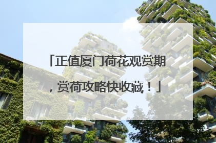 正值厦门荷花观赏期，赏荷攻略快收藏！