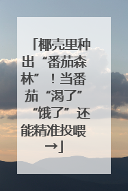 椰壳里种出“番茄森林”！当番茄“渴了”“饿了”还能精准投喂→