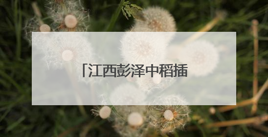 江西彭泽中稻插秧正当时 “稻虾共作”促农增收