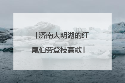 济南大明湖的红尾伯劳登枝高歌