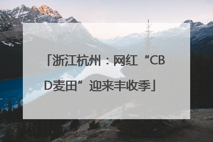 浙江杭州：网红“CBD麦田”迎来丰收季