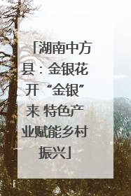 湖南中方县：金银花开“金银”来 特色产业赋能乡村振兴