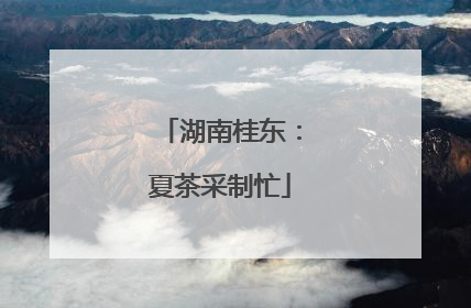 湖南桂东：夏茶采制忙