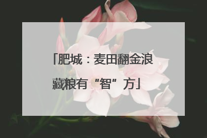 肥城：麦田翻金浪藏粮有“智”方