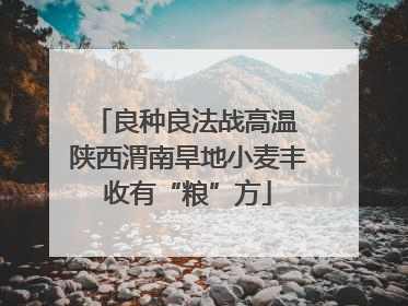 良种良法战高温 陕西渭南旱地小麦丰收有“粮”方
