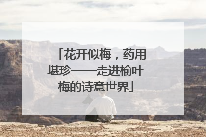 花开似梅，药用堪珍——走进榆叶梅的诗意世界