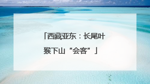 西藏亚东：长尾叶猴下山“会客”