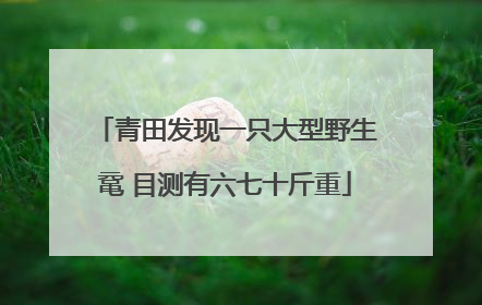 青田发现一只大型野生鼋 目测有六七十斤重