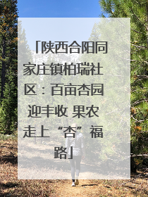 陕西合阳同家庄镇柏瑞社区：百亩杏园迎丰收 果农走上“杏”福路
