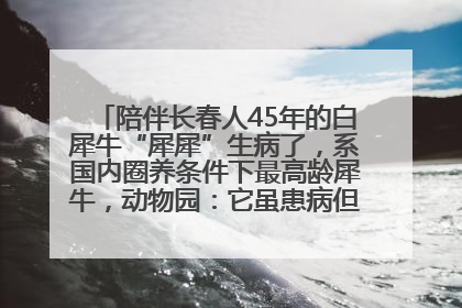 陪伴长春人45年的白犀牛“犀犀”生病了，系国内圈养条件下最高龄犀牛，动物园：它虽患病但未处于弥留之际