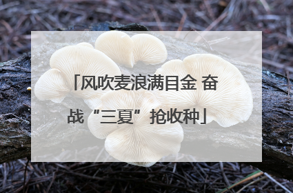 风吹麦浪满目金 奋战“三夏”抢收种