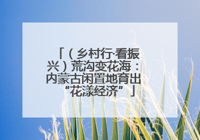 （乡村行·看振兴）荒沟变花海：内蒙古闲置地育出“花漾经济”