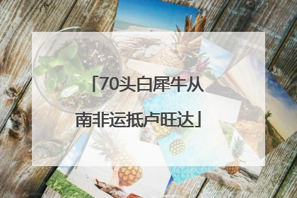 70头白犀牛从南非运抵卢旺达